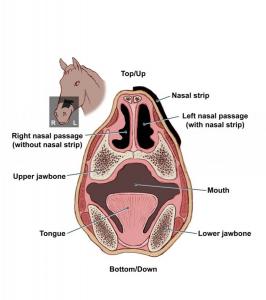 Flair Nasal Strips