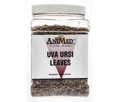 Uva Ursi Leaves