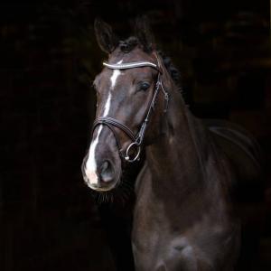 Magnum Bridle with Colorful Accents