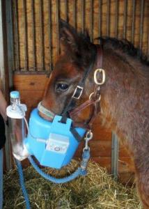 Flexineb 2 Portable Equine Nebulizer